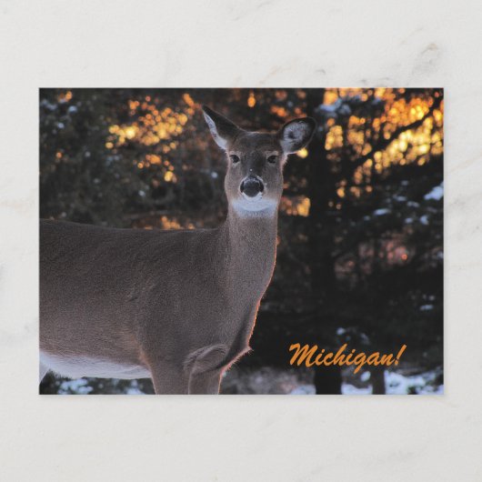 Sunset Whitetail Briefkaart (Voorkant)