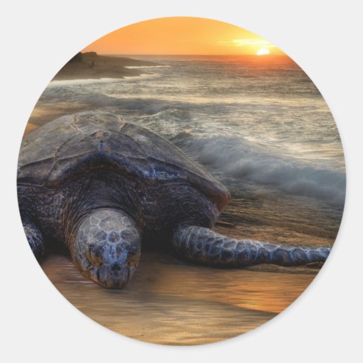 Sunset Zee Turtle Sticker (Voorkant)