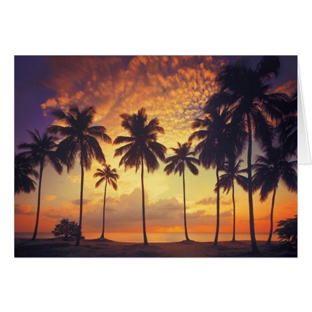 Sunsetpalm (Voorkant Horizontaal)