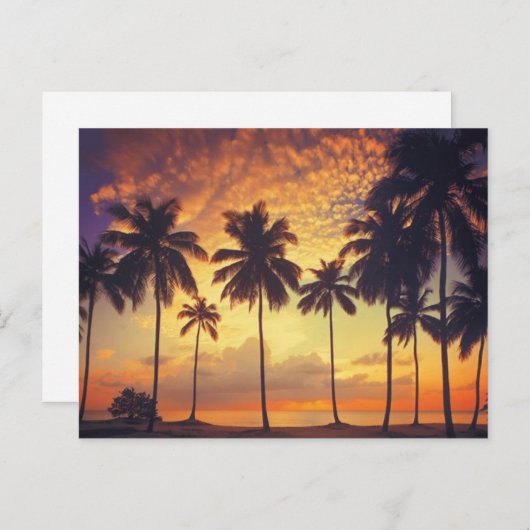 Sunsetpalm Briefkaart (Voorkant / Achterkant)