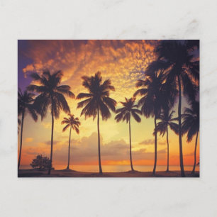 Sunsetpalm Briefkaart