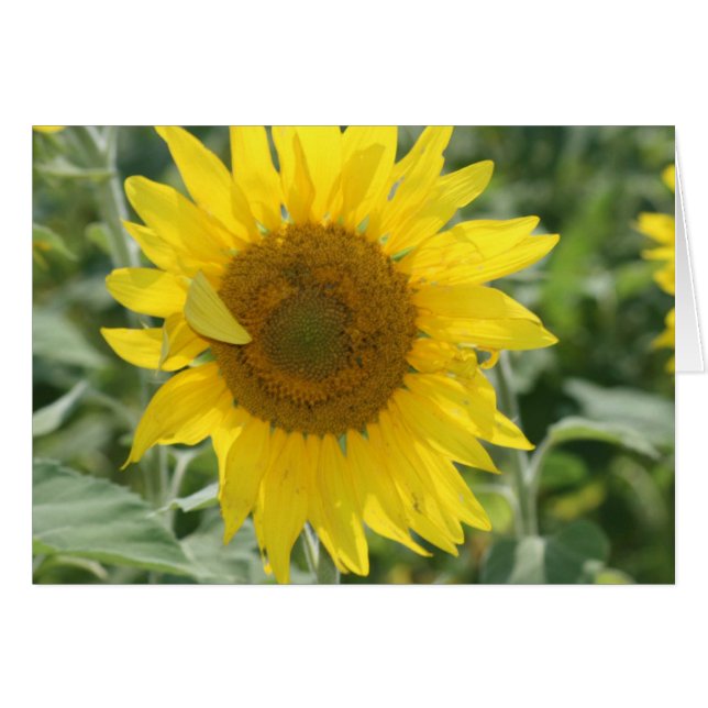 Sunshine (Voorkant Horizontaal)