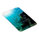 Sunshine and Tropical Fish Magneet (Rechterzijde)