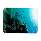 Sunshine and Tropical Fish Magneet (Horizontaal)