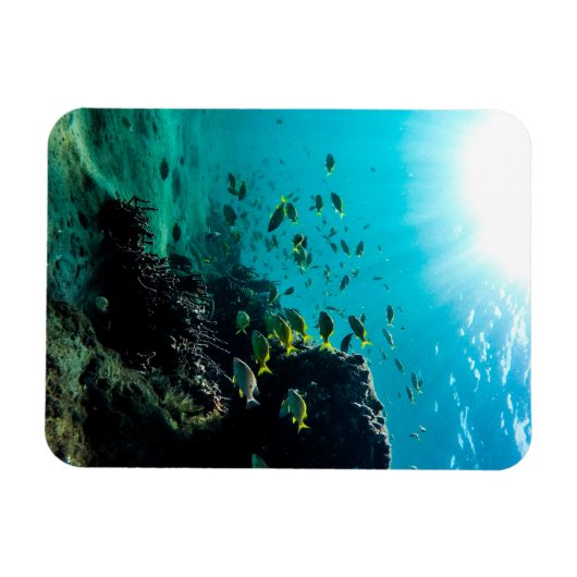 Sunshine and Tropical Fish Magneet (Horizontaal)