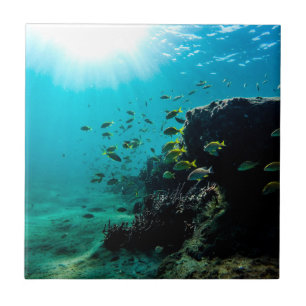 Sunshine and Tropical Fish Tegeltje