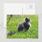 Sunshine Cat Briefkaart (Voorkant / Achterkant)