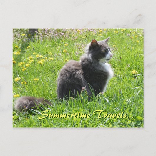 Sunshine Cat Briefkaart (Voorkant)
