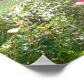 SUNSHINE EN ROOS poster (Hoek)