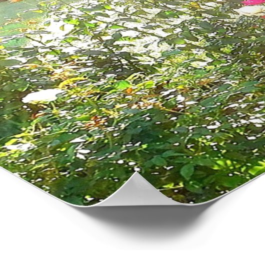 SUNSHINE EN ROOS poster (Hoek)