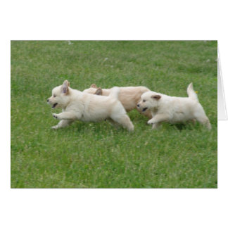 Sunshine Hill Puppies
