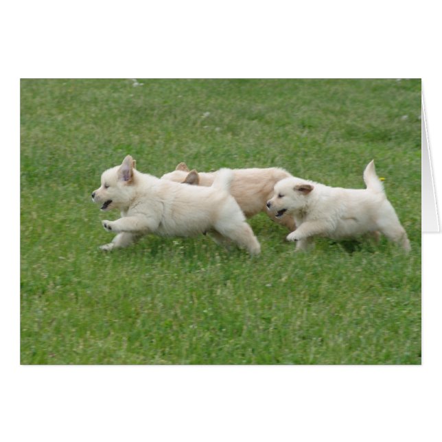 Sunshine Hill Puppies (Voorkant Horizontaal)
