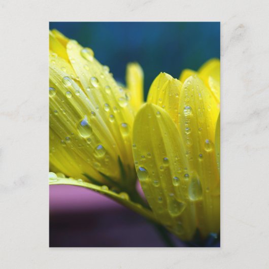 Sunshine na de foto van de regen briefkaart (Voorkant)