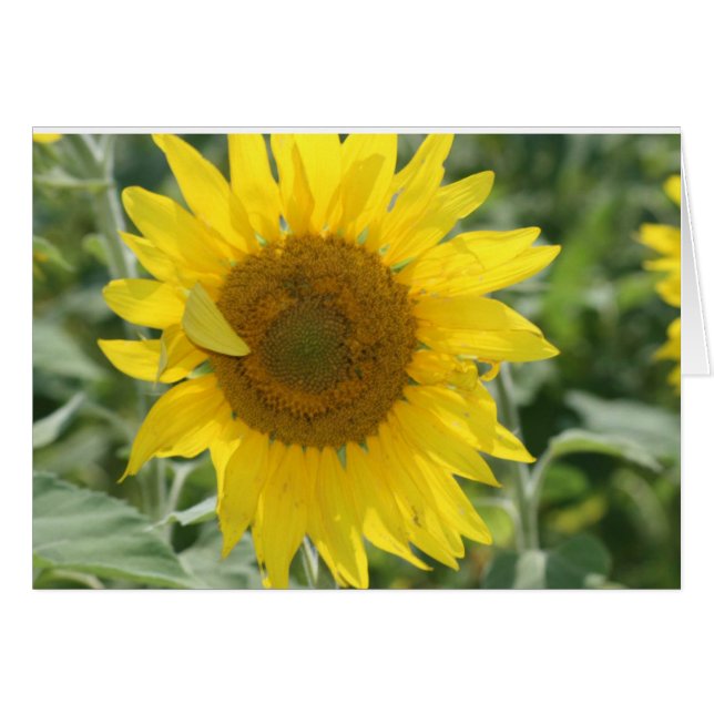 SUNSHINE NOTES (Voorkant Horizontaal)