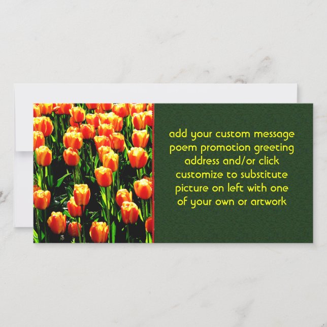 Sunshine Tulips (Voorkant)