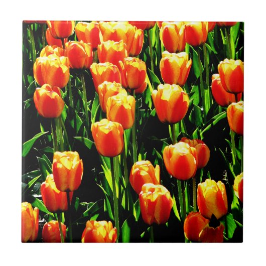 Sunshine Tulips Tegeltje (Voorkant)