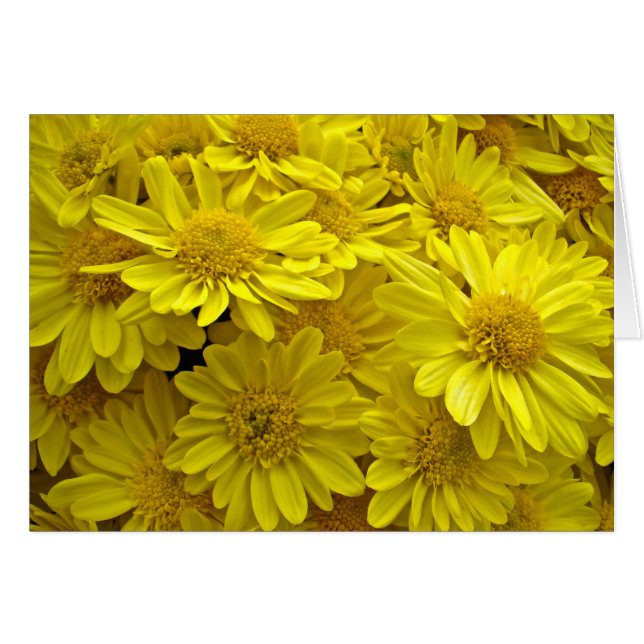 Sunshine Yellow Chrysanthema (Voorkant Horizontaal)