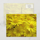 Sunshine Yellow Chrysanthema Briefkaart (Voorkant / Achterkant)