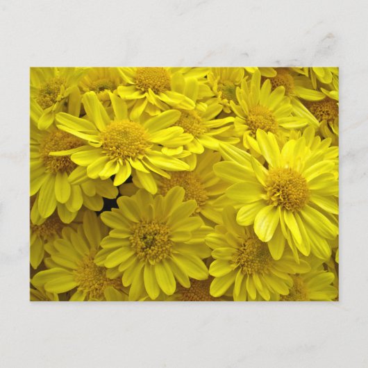 Sunshine Yellow Chrysanthema Briefkaart (Voorkant)