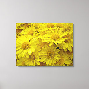 Sunshine Yellow Chrysanthema Canvas Afdruk