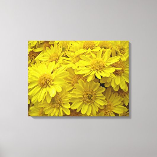 Sunshine Yellow Chrysanthema Canvas Afdruk (Voorkant)