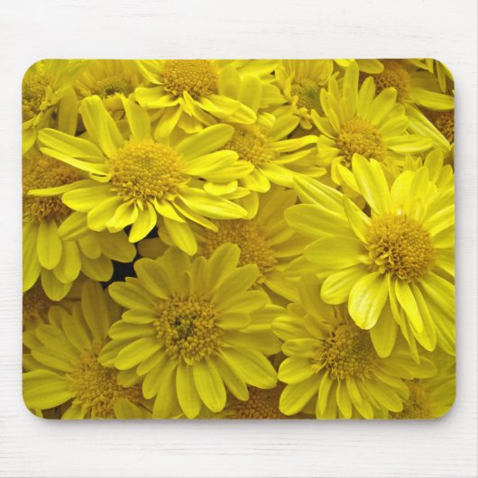 Sunshine Yellow Chrysanthema Muismat (Voorkant)