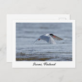 Suomi, Finland natuur foto Briefkaart (Voorkant / Achterkant)