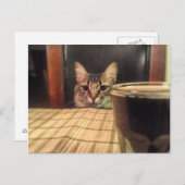 Sup Beer? Funny Humor Kitty Cat Fotografie Briefkaart (Voorkant / Achterkant)