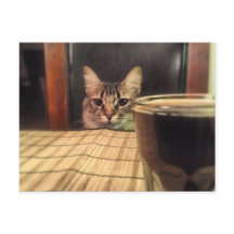 Sup Beer? Funny Humor Kitty Cat Fotografie