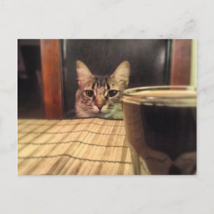 Sup Bier? Grappige Humor Kitty Kat Foto Fotografie Briefkaart