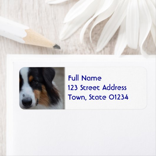 Super Cute Australian Shepherd Etiket (Insitu)