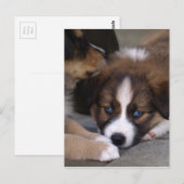 Super Cute Australian Shepherd Puppy Briefkaart (Voorkant / Achterkant)