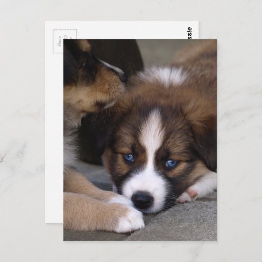 Super Cute Australian Shepherd Puppy Briefkaart (Voorkant / Achterkant)