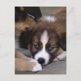 Super Cute Australian Shepherd Puppy Briefkaart