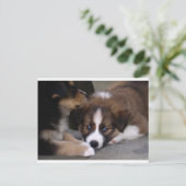 Super Cute Australian Shepherd Puppy Briefkaart (Staand voorkant)