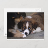 Super Cute Australian Shepherd Puppy Briefkaart (Voorkant / Achterkant)