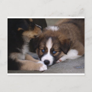 Super Cute Australian Shepherd Puppy Briefkaart