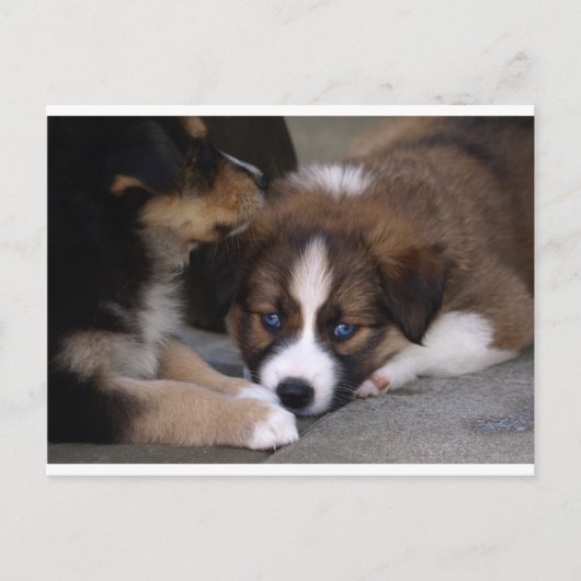 Super Cute Australian Shepherd Puppy Briefkaart (Voorkant)