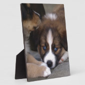 Super Cute Australian Shepherd Puppy Fotoplaat (Zijkant)