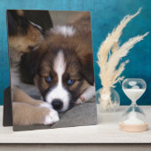 Super Cute Australian Shepherd Puppy Fotoplaat (Zijkant)