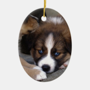Super Cute Australian Shepherd Puppy Keramisch Ornament