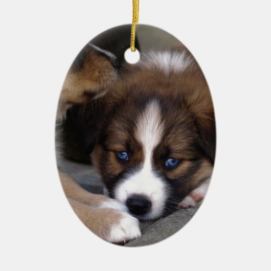 Super Cute Australian Shepherd Puppy Keramisch Ornament (Voorkant)