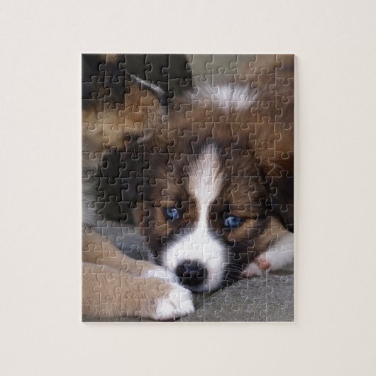 Super Cute Australian Shepherd Puppy Legpuzzel (Verticaal)