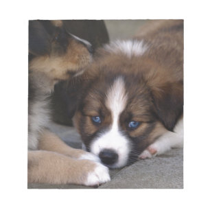 Super Cute Australian Shepherd Puppy Notitieblok