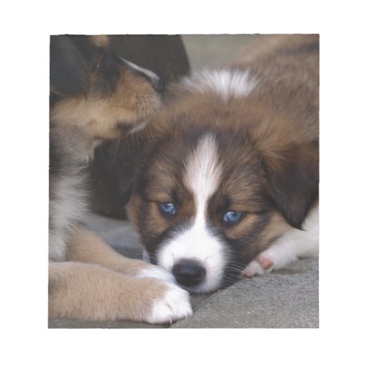 Super Cute Australian Shepherd Puppy Notitieblok (Voorkant)