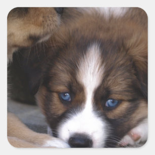 Super Cute Australian Shepherd Puppy Vierkante Sticker