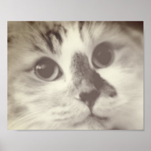 SUPER CUTE Cat Closeup Portret Foto Poster