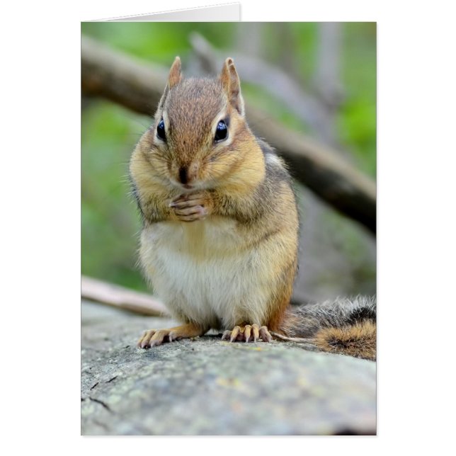 Super Cute Chipmunk Posing Sweetly (Voorkant)
