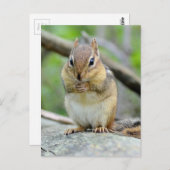 Super Cute Chipmunk Posing Sweetly Briefkaart (Voorkant / Achterkant)
