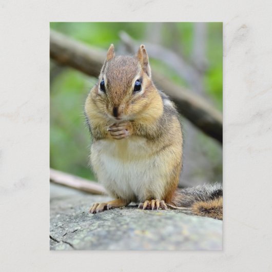 Super Cute Chipmunk Posing Sweetly Briefkaart (Voorkant)